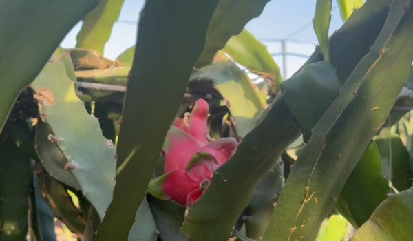 From Two Dunams to a Landmark: Jenin Far...