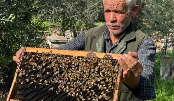Gaza Beekeepers Struggle to Survive Amid...