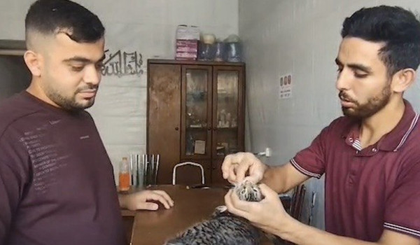 When Medicine Runs Out, a Gaza Veterinar...