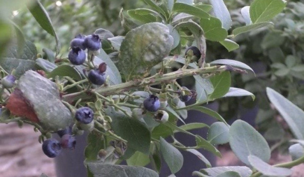 Palestinian agronomist pioneers local bl...