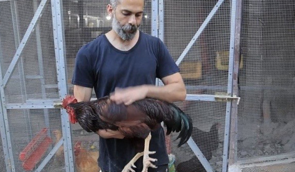 From Childhood Chicks to Show Birds: A P...
