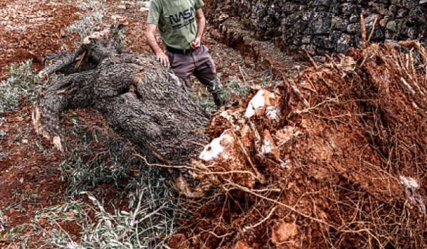 The Olive Trees They Refuse to Leave Beh...